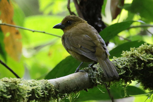 Carniol's Tanager